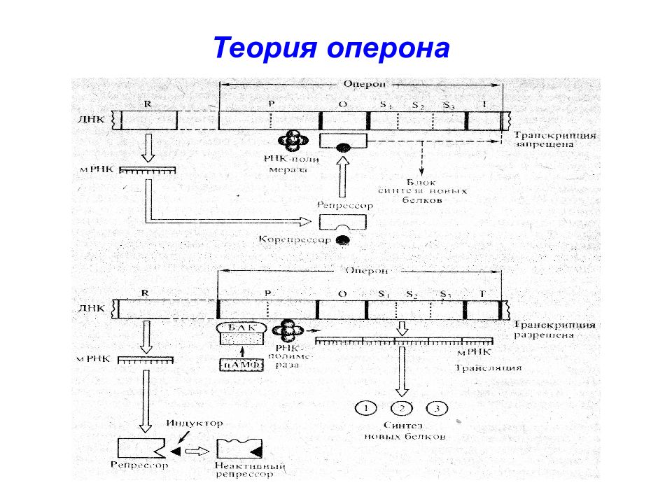 Механизм lac оперона. Жакоб и моно схема оперона. Модель строения оперона. Оперон. Схема регуляции Lac-оперона (схема Жакоба-моно).. Схема Lac-оперона.