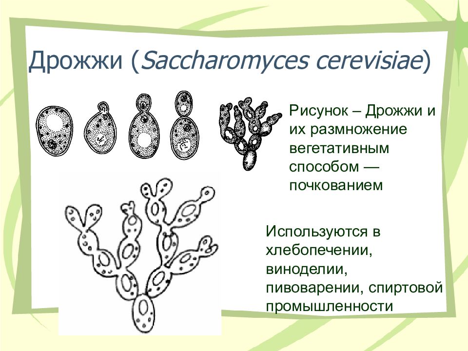 Рисунок дрожжевые грибы