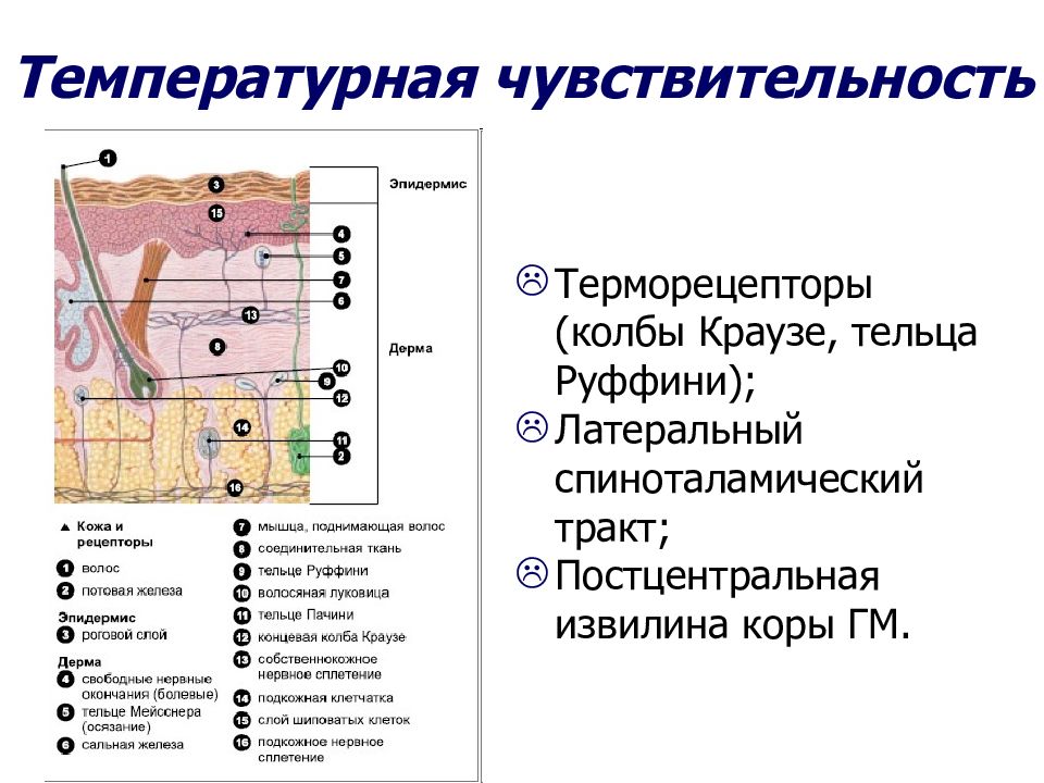 Кожная чувствительность