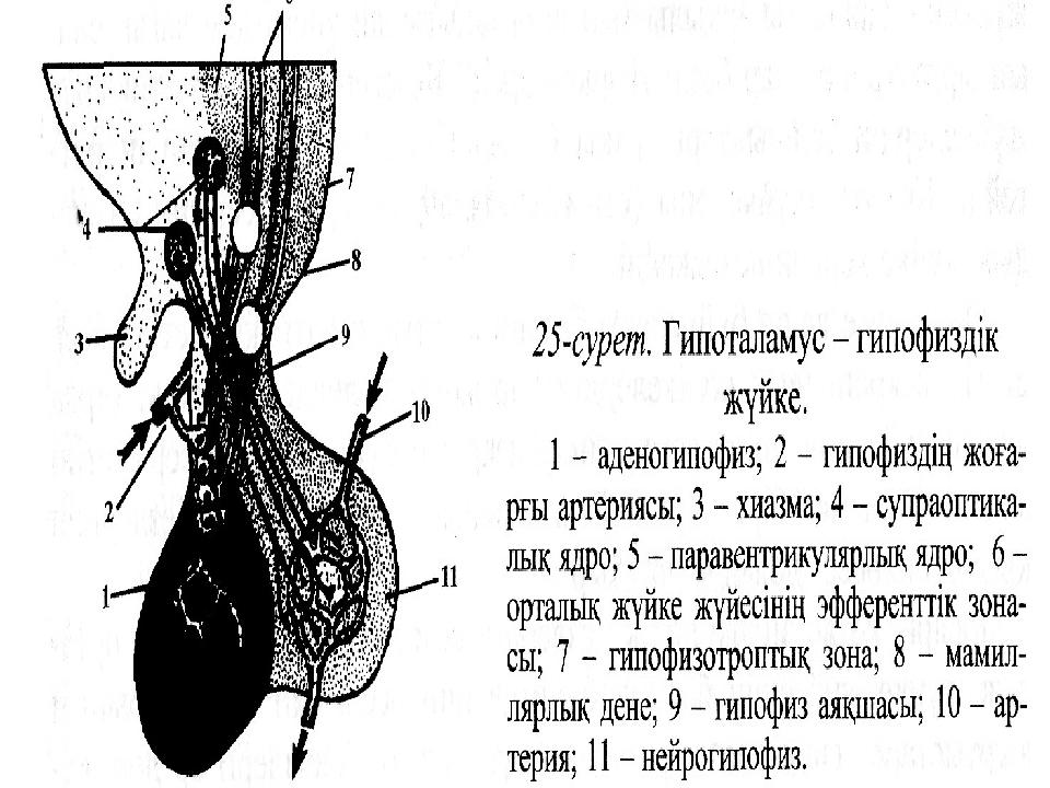 Гипоталамус и гипофиз презентация