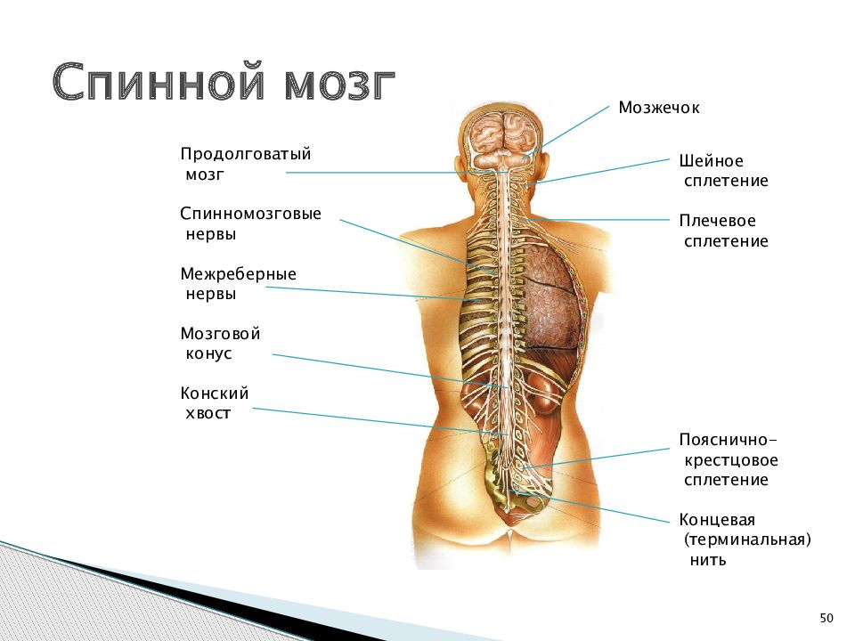 Позвоночник с нервами картинки