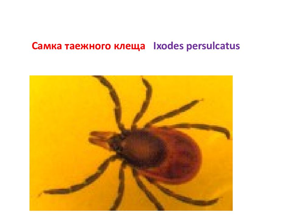 Таежный клещ 2 класс окружающий мир. Таежный клещ, Ixodes persulcatus. Таежный клещ (Ixodes persulcatus) нимфа. Ixodes persulcatus (самка). Ixodes persulcatus нимфа.
