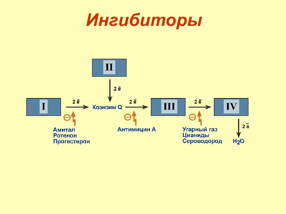 Строение цепи. Схема дыхательной цепи биохимия.