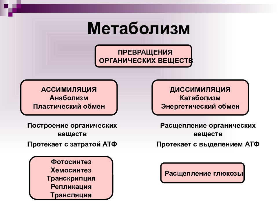 Обмен органических веществ 8 класс презентация