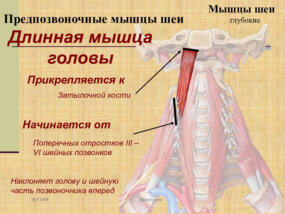 Прямые мышцы шеи. Длинная мышца головы. Длинная мышца шеи. Длиннейшая мышца головы. Длинная мышца головы прикрепление.