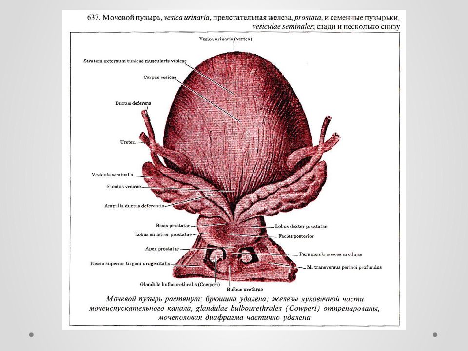 Женская предстательная железа. Мочевой пузырь анатомия животных. Строение мочевого пузыря топографическая анатомия. Строение мочевого пузыря латынь. Строение мочевого пузыря животных.