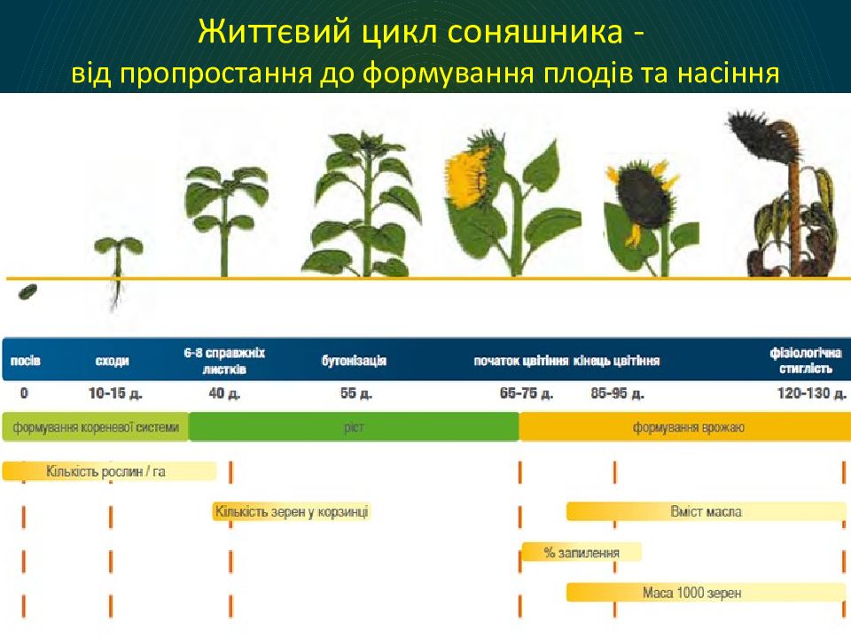 Для подсолнечника характерно. Стадии созревания подсолнечника. Фазы развития подсолнечника. Стадии развития подсолнуха. Фазы роста подсолнуха.