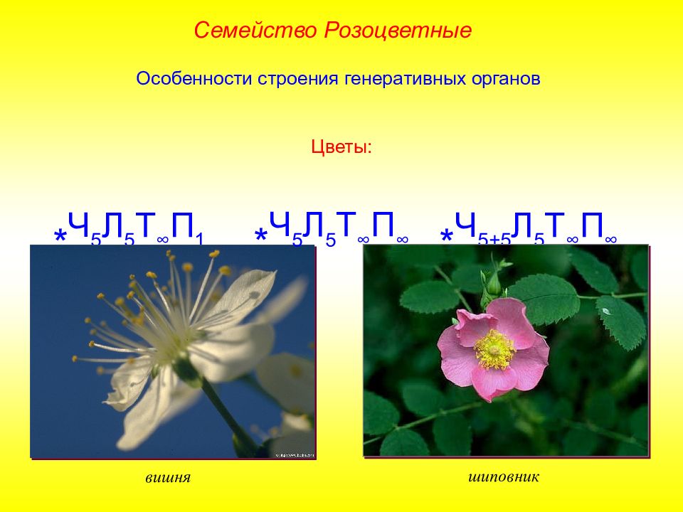 Ч5л5т бесконечность п1 формула какого цветка. Формула цветка розоцветных ч5+5. Двудольные Розоцветные формула цветка. Формула растения семейства розоцветных. Формула цветка растений семейства Розоцветные.