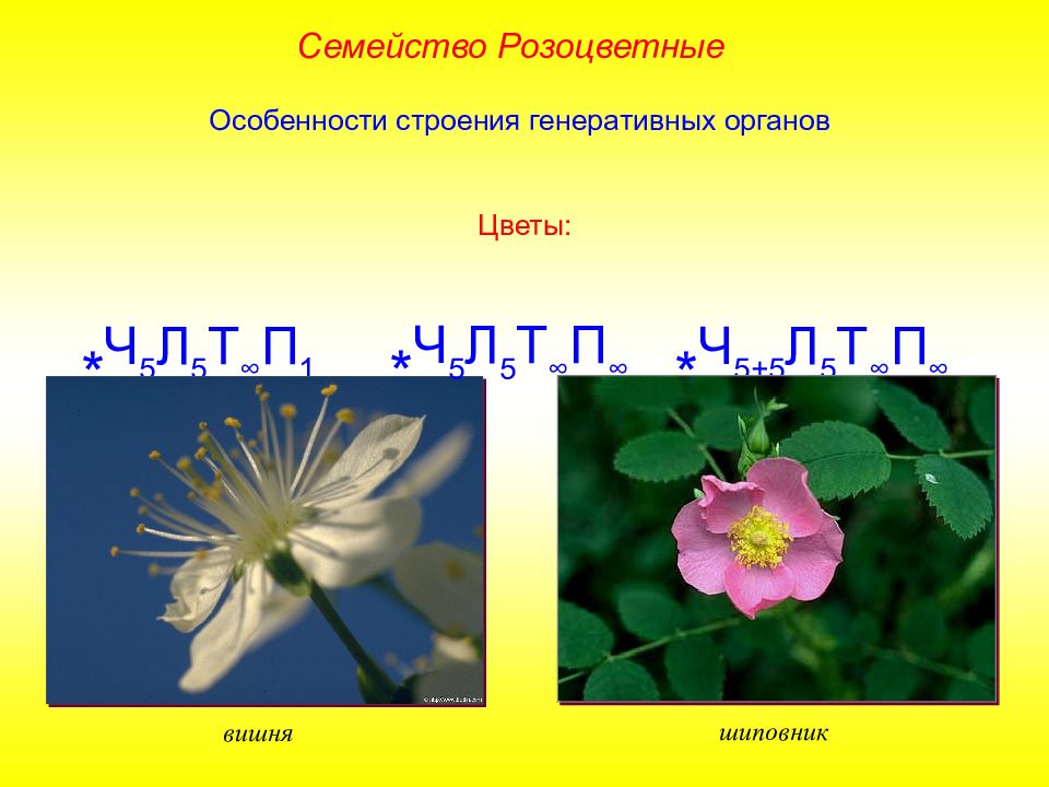 Особенности строения семейств. Формула цветка семейства Розоцветные. Формула цветка растений семейства Розоцветные. Розоцветные формула цветка. Формула цветков семейства розоцветных.