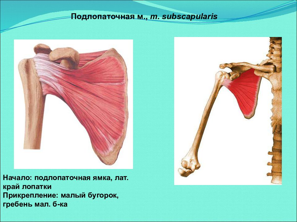 Подлопаточная ямка. Подлопаточная мышца m. Subscapularis. M. Subscapularis (подлопаточная м. Лопатка анатомия подлопаточная ямка. Subscapularis мышца.