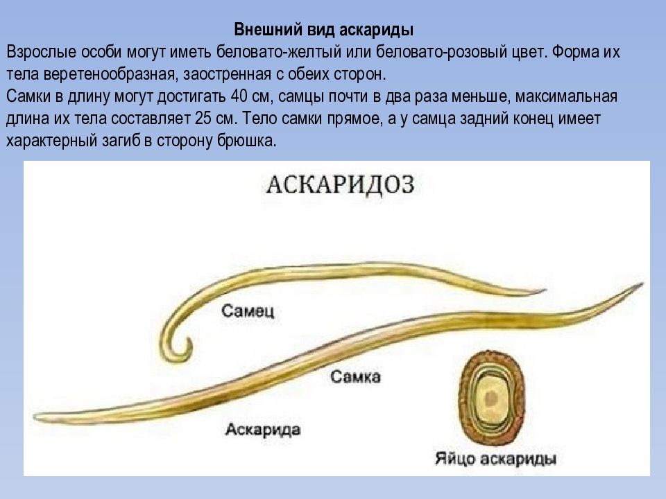К какому типу животных относят аскариду. Аскарида человеческая строение. Личинка аскариды строение. Название личинки аскариды человеческой.