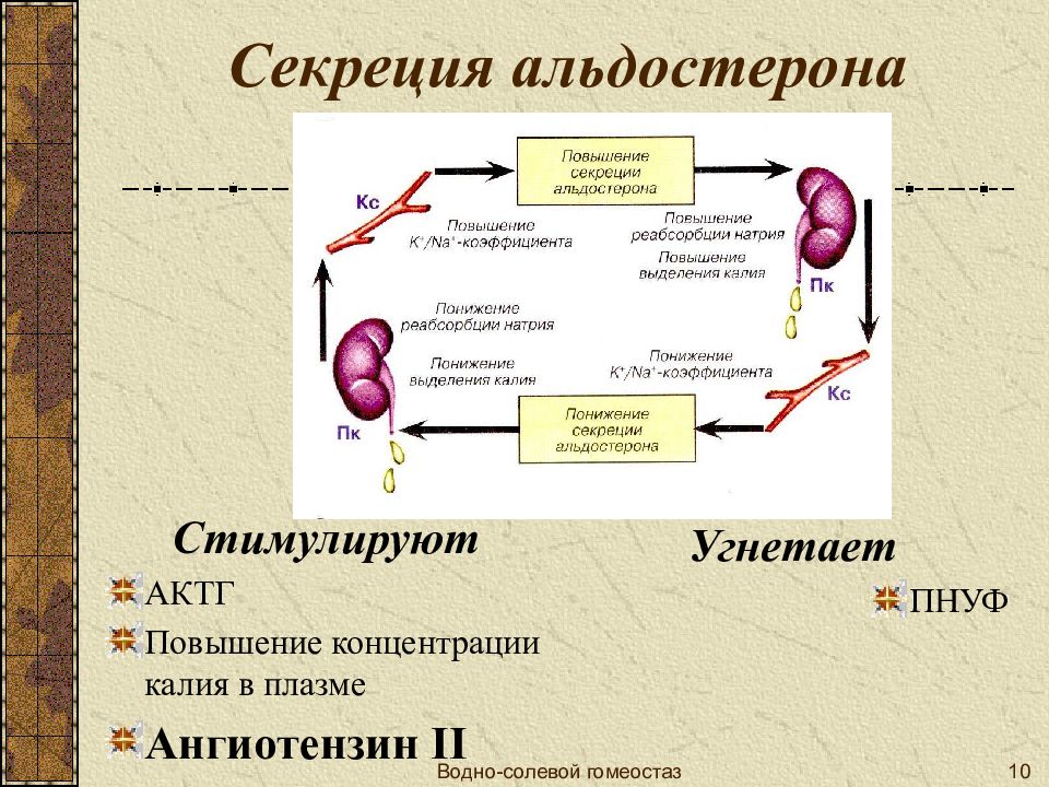 Секреция. Факторы стимулирующие выделение альдостерона. Механизм регуляции секреции альдостерона. Секреция альдостерона стимулируется. Секреция альдостерона усиливается при.