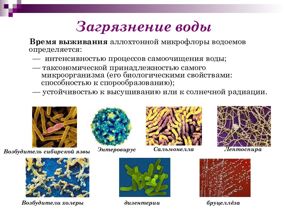 Какие условия способствуют распространению бактерий. Микроорганизмы схема. Распространение бактерий. Простейшие микробиология. Распространение бактерий в воздухе.