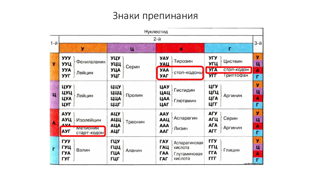 Генетический код триплет нуклеотидов. Генетический код Биосинтез белка. Генетический код Биосинтез белка таблица. Знаки препинания в синтезе белка. Синтез белка табличка.