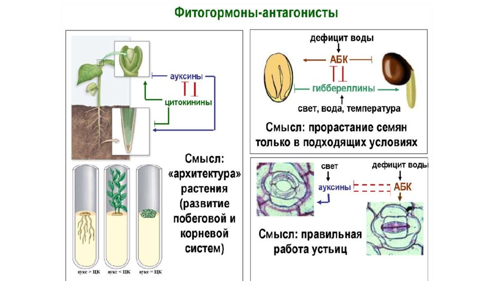 Влияние фитогормонов на растения. Ауксины Гиббереллины и цитокинины. Гормоны растений таблица и их влияние. Фитогормоны растений таблица. Гормоны роста растений.
