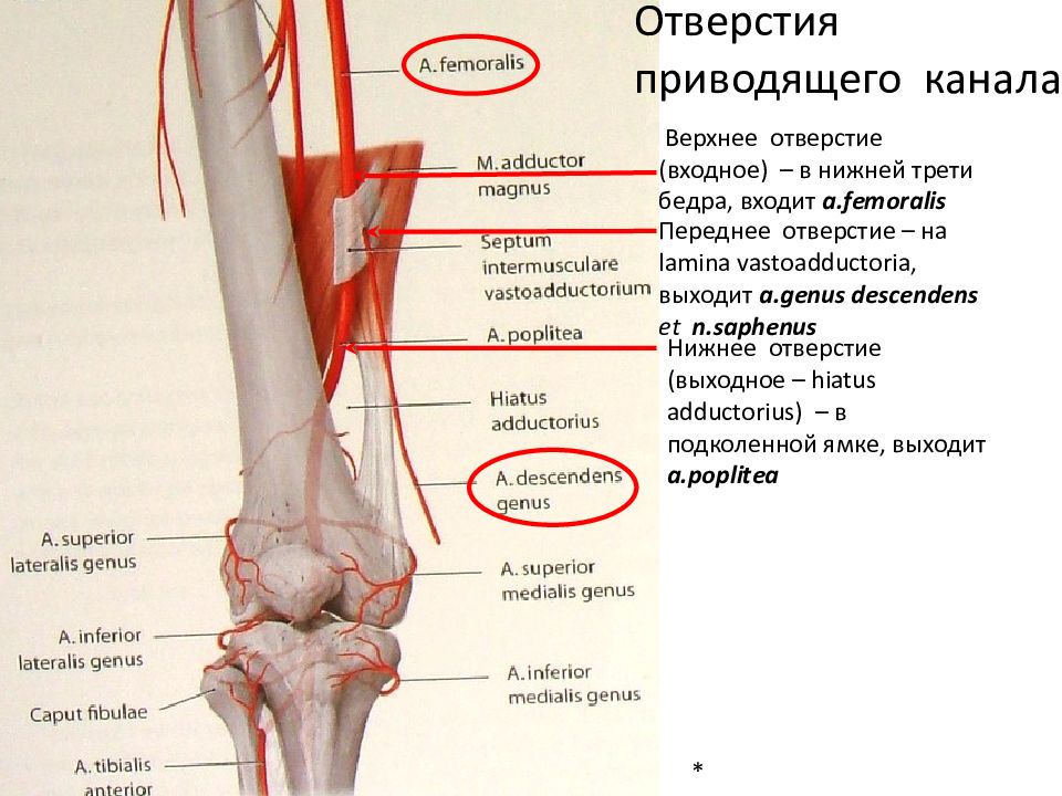 Переднее отверстие приводящего канала. Приводящий канал (Canalis adductorius). Приводящий канал бедра топография. Нижнее отверстие приводящего канала.