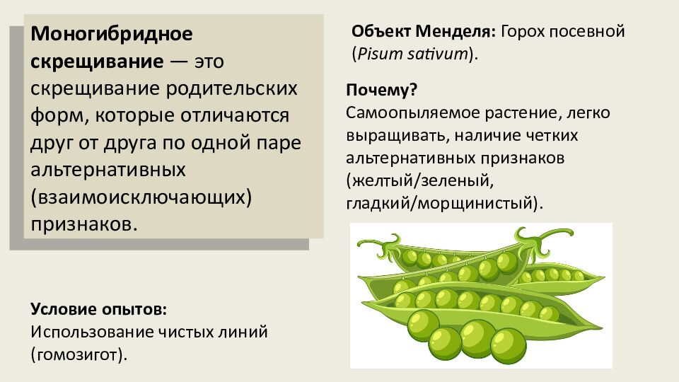 Закономерности наследования признаков. Моногибридное скрещивание