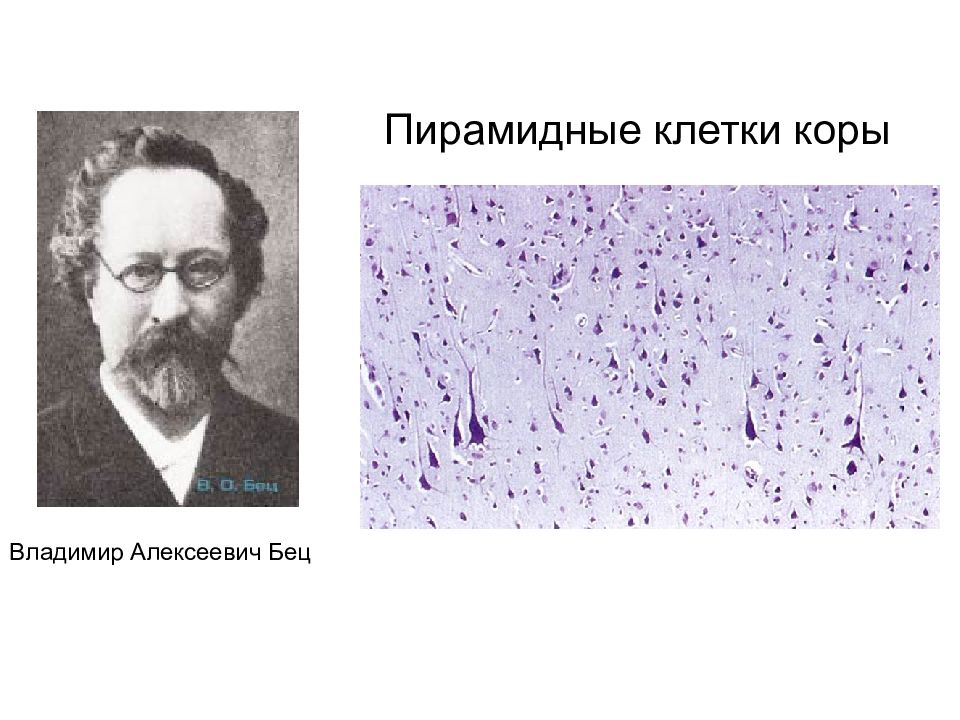 Клетки беца. Влади́мир Алексе́евич Бец. Клетки Беца гистология. Клетки Беца коры больших полушарий. Гигантские пирамидные клетки Беца.