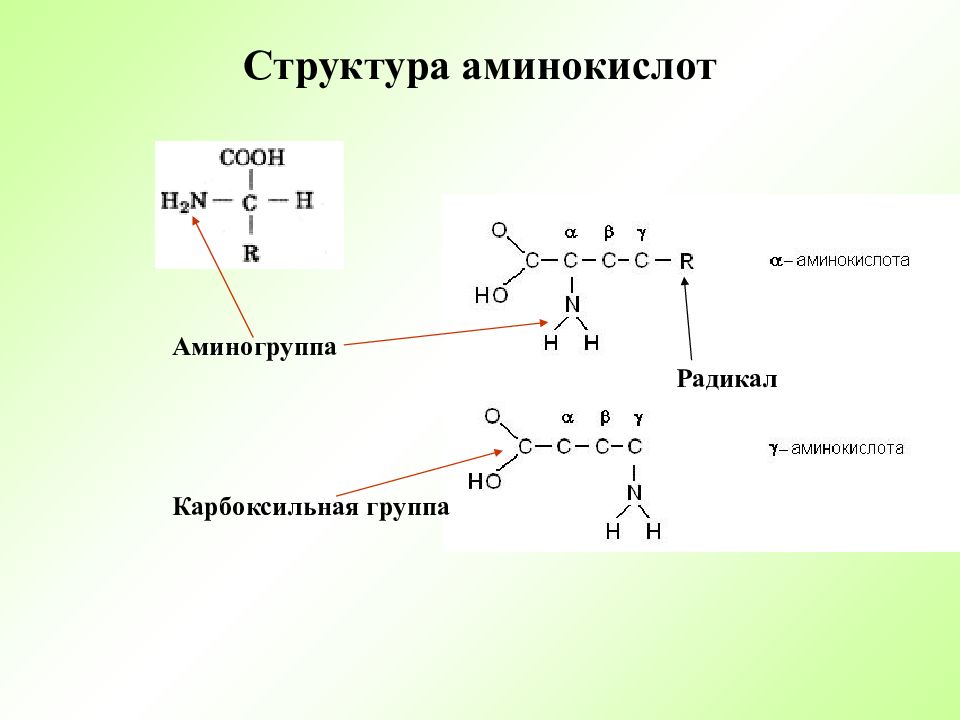 Состав радикалов аминокислот. Строение аминокислоты белка. Структура аминокислот. Аминокислоты структура молекулы. Белок аминокислоты аминогруппа карбоксильная группа.