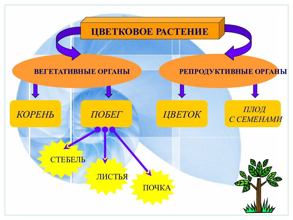 Презентация по теме организм единое целое 6 класс