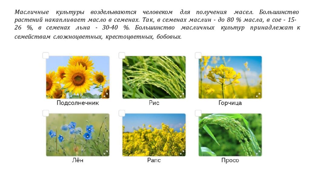 Рассмотрите изображения шести представителей мира растений. Предложите