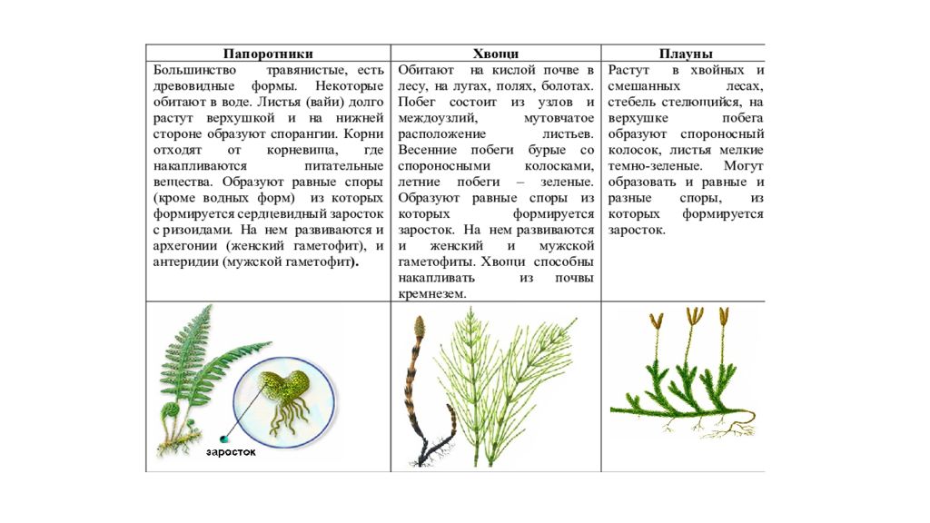 Папоротники плауны и хвощи 6 класс презентация