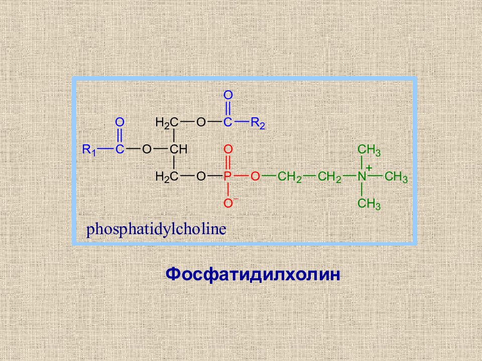 фосфатидилхолин. фосфатидилхолин. структурную формулу фосфатидилхолина (лецитина. конформационное строение фосфатидилхолина. фосфатидилхолин строение.
