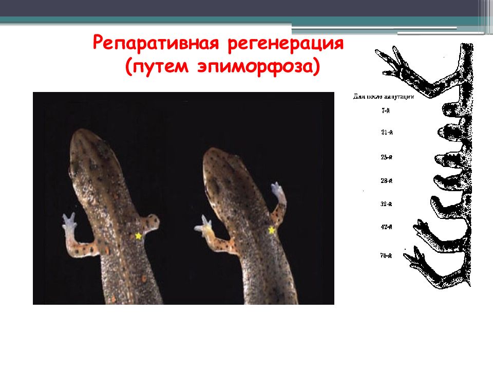 Регенерация у человека презентация