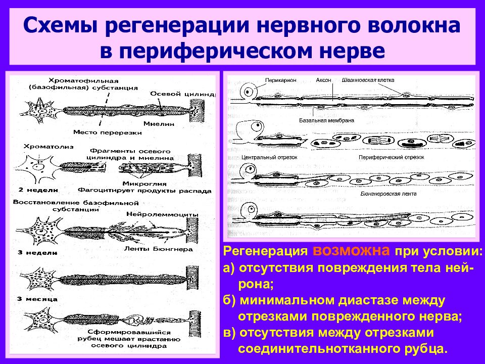 Регенерация нервной ткани презентация