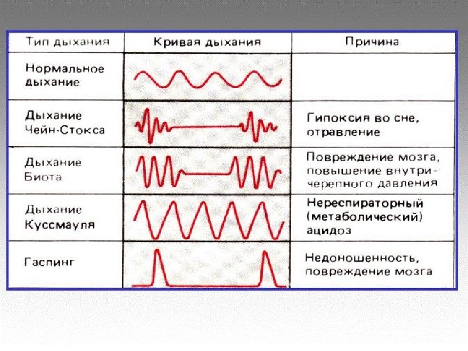 Типы дыхания картинка