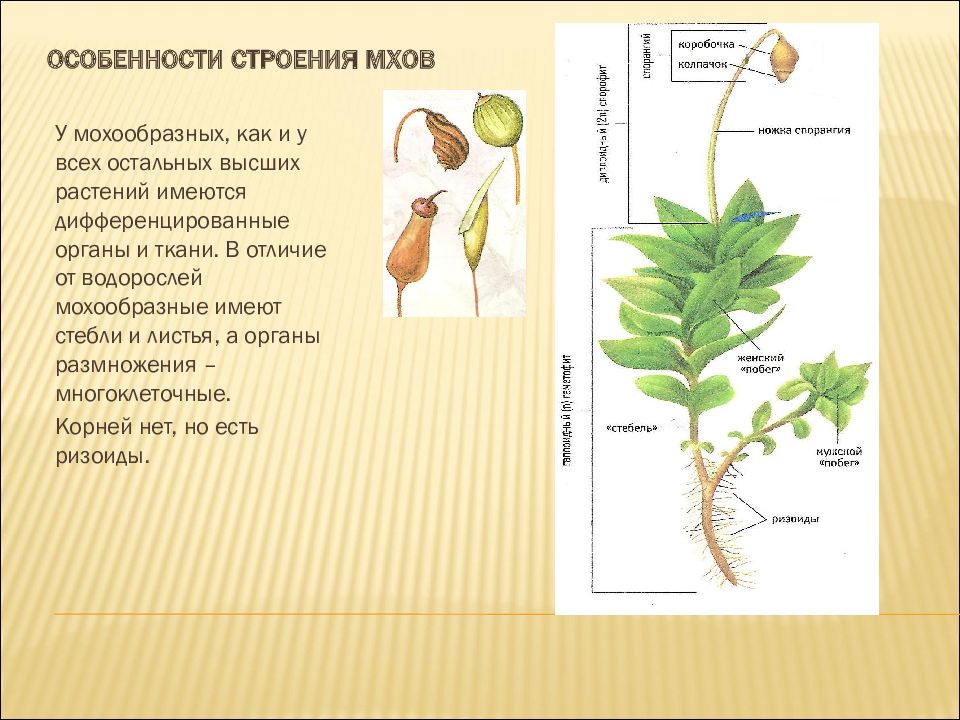 Отдел моховидные рисунок