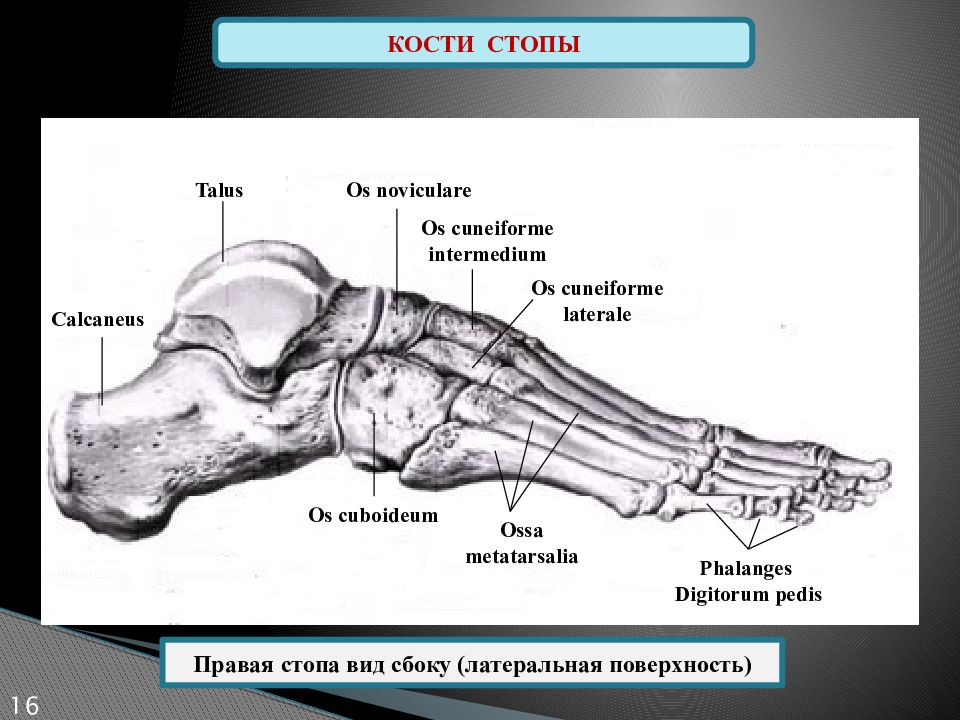 Строение стопы человека. Кости стопы вид сбоку анатомия. Кости предплюсны вид сбоку. Скелет стопы сбоку.