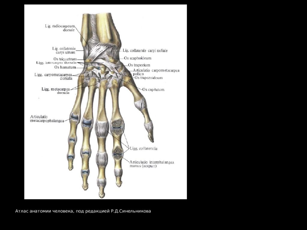 Запястно-пястный сустав большого пальца кисти. Кисть анатомия человека Синельников. Атлас анатомии кисти человека.