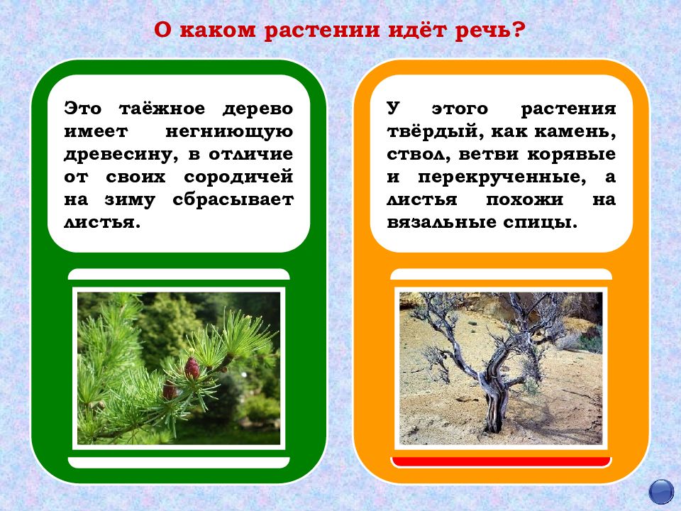 Пошла трава. О каком растении идет речь. Это Таежное дерево имеет негниющую древесину в отличие. Это Таежное дерево имеет не гниющую древесну. Это дерево сбрасывает на зиму листья.