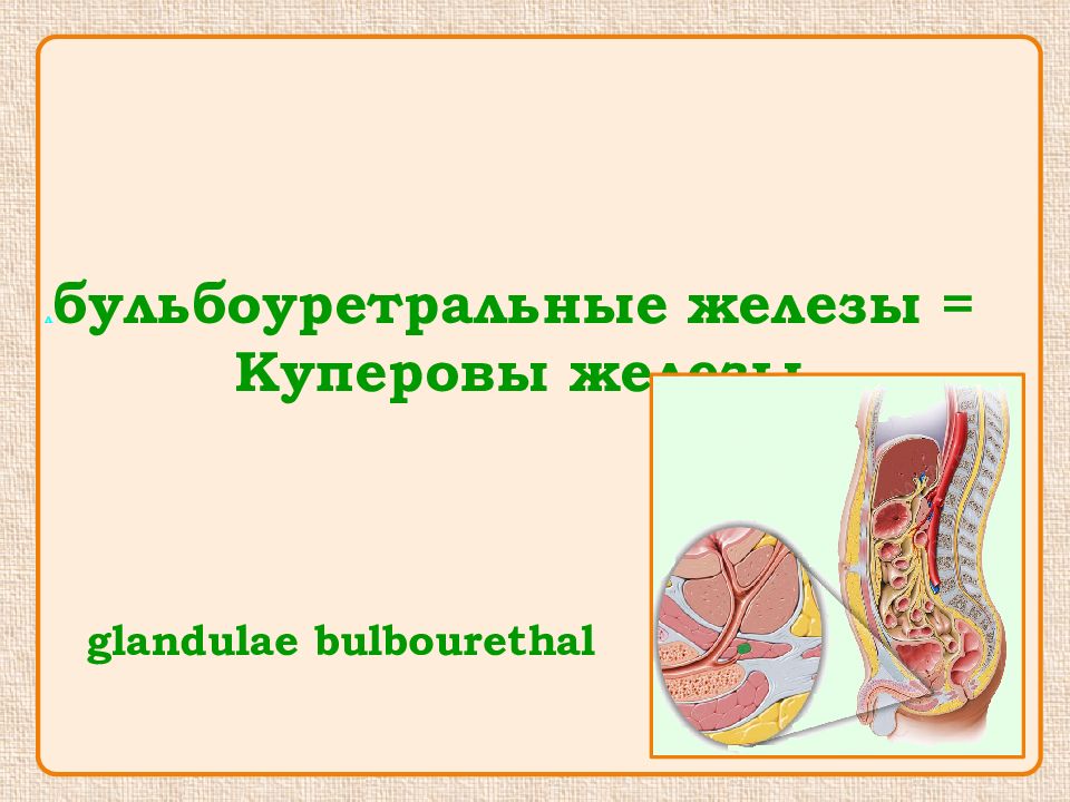 Куперовы (бульбоуретральные) железы. Бульбоуретральные (куперовы) железы, glandulae bulbourethrales. Бульбоуретральная железа массаж.