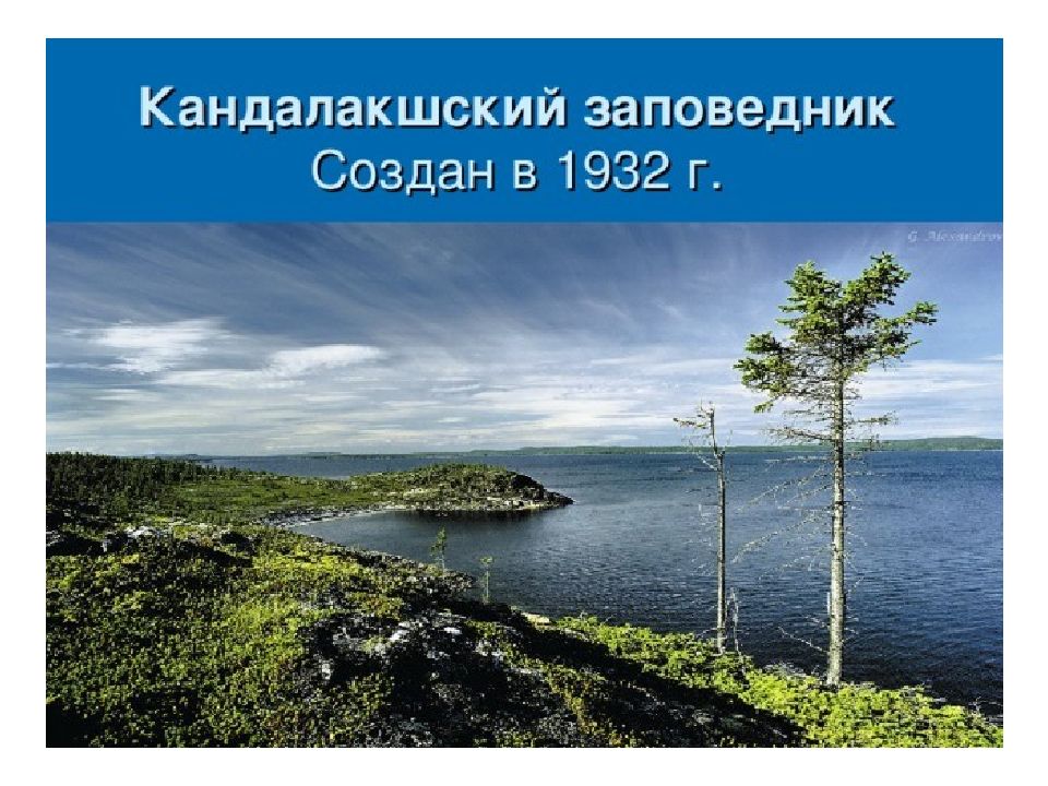 Кандалакшский заповедник находится. Кандалакшский заповедник белое море. Кандалакшский государственный природный заповедник. Кандалакшский заповедник растительный мир. Кандалакшский заповедник эмблема.