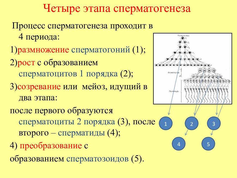 Этапы сперматогенеза