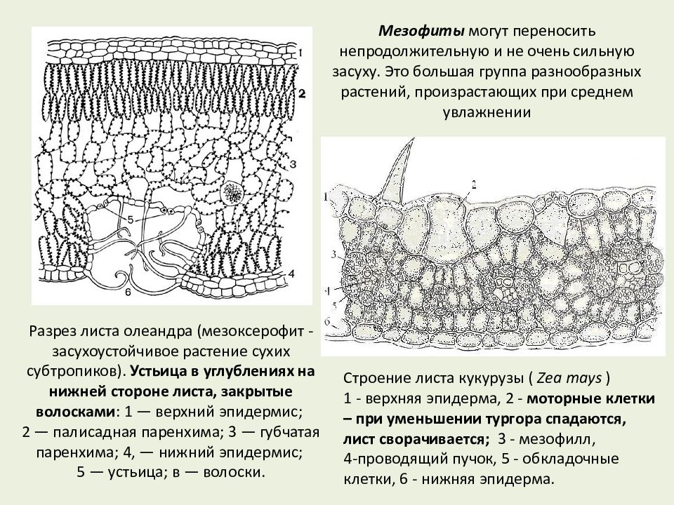 Строение листа олеандра. Олеандр плоды. Поперечный срез листа олеандра. Растения с мутовчатым листорасположением. Внешнее строение листа олеандра.