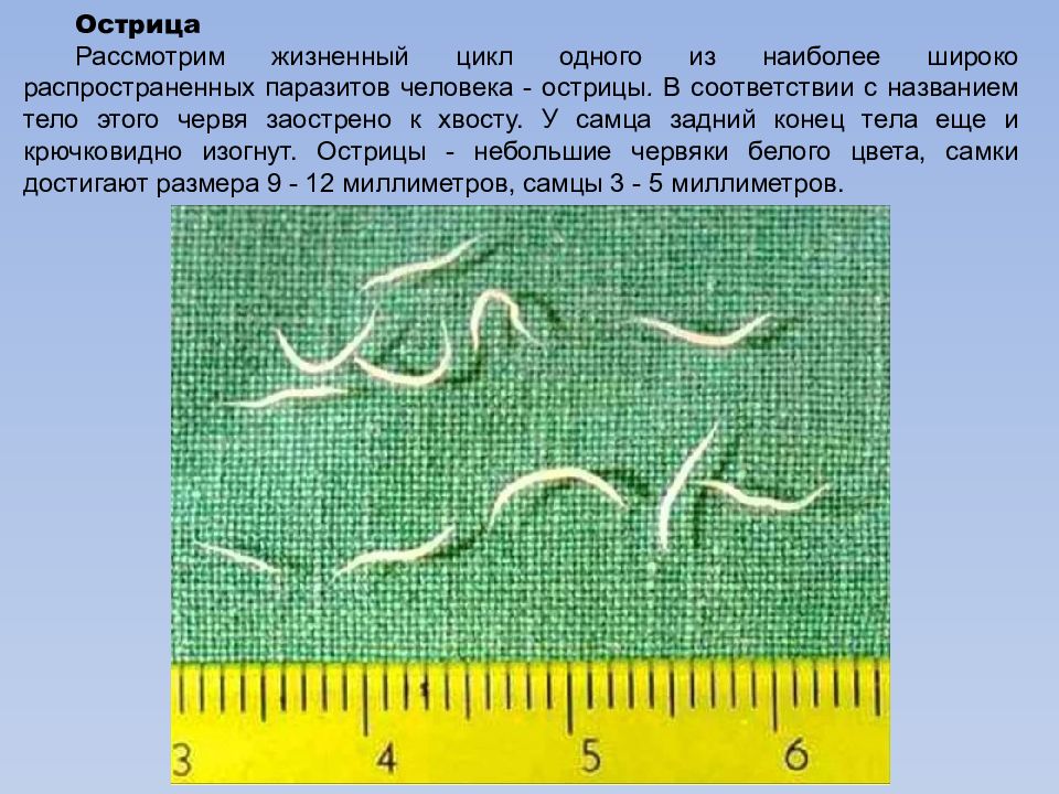 Передаются ли острицы от человека к человеку. Цикл острицы. Острицы в организме человека. Острица строение тела.