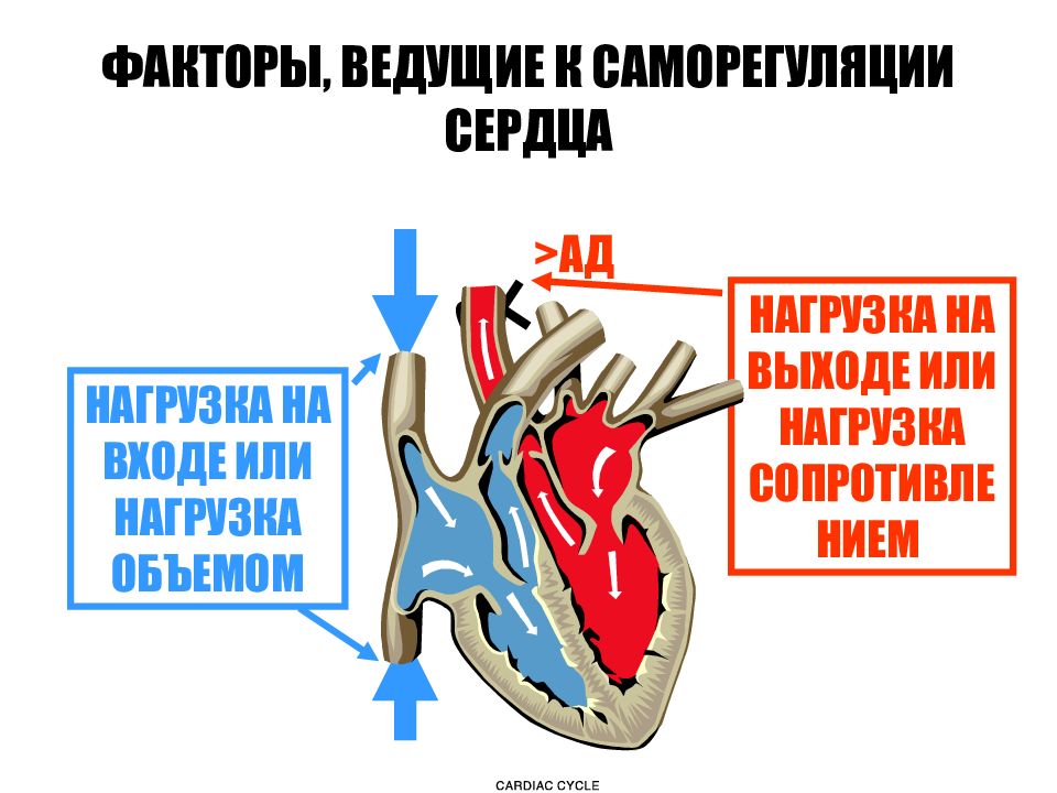 Законы сердца