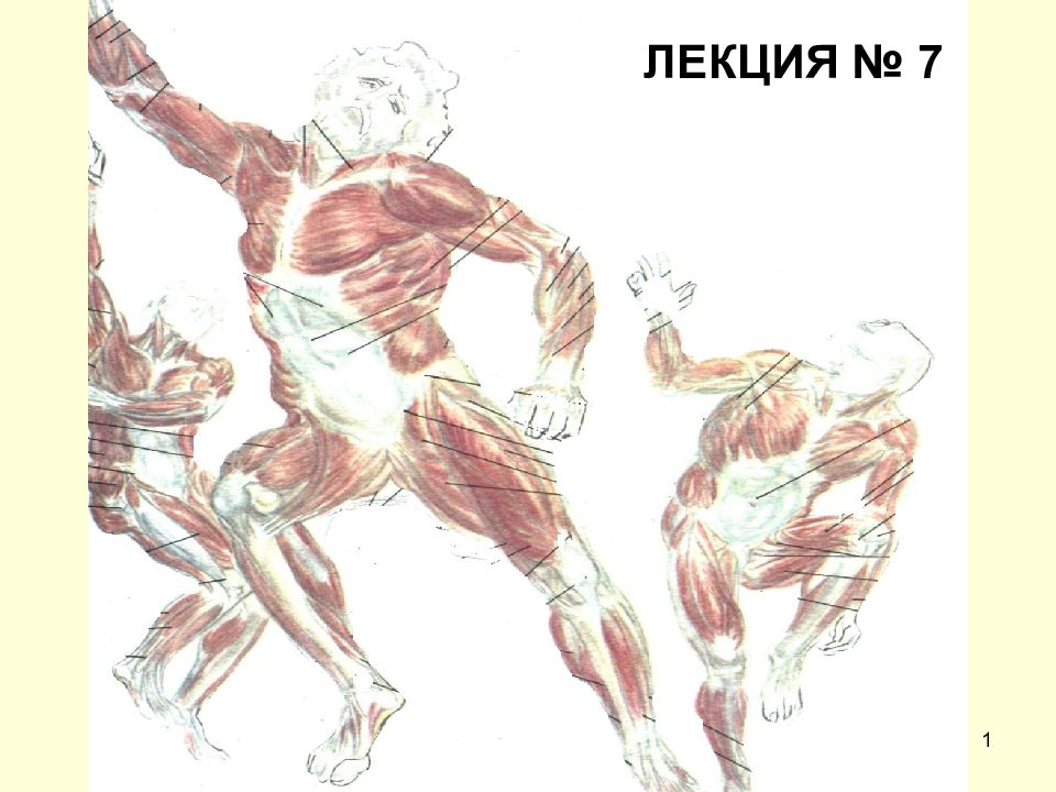 1 ЛЕКЦИЯ № 7