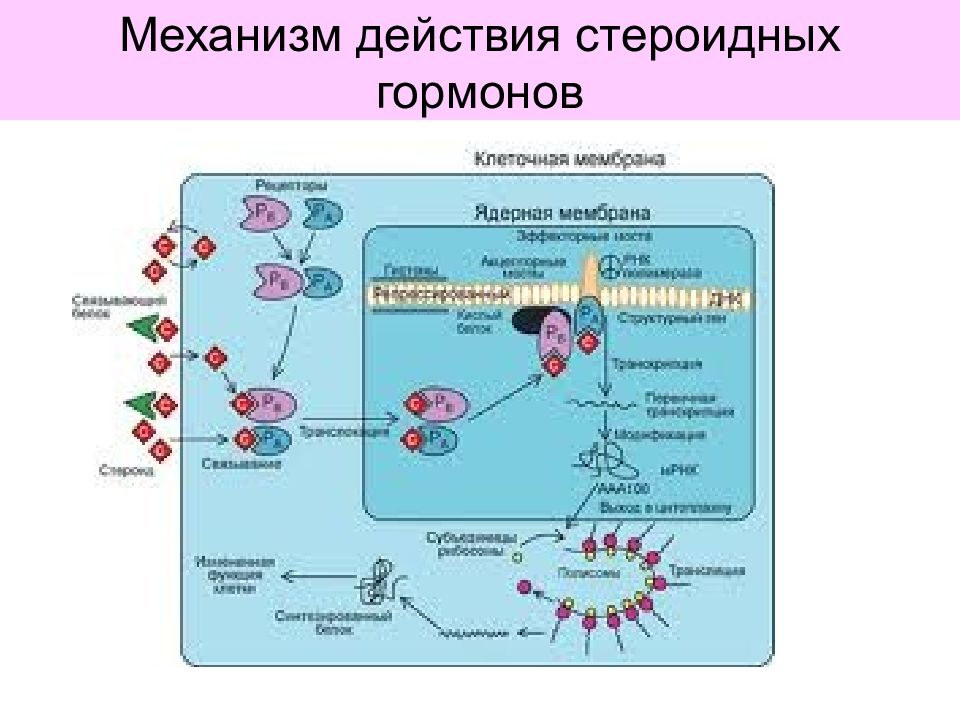 Действие гормонов. Схема молекулярного механизма действия стероидных гормонов в клетке. Схема действия стероидных гормонов. Стероидные гормоны клетки мишени. Механизм передачи гормонального сигнала стероидных гормонов.