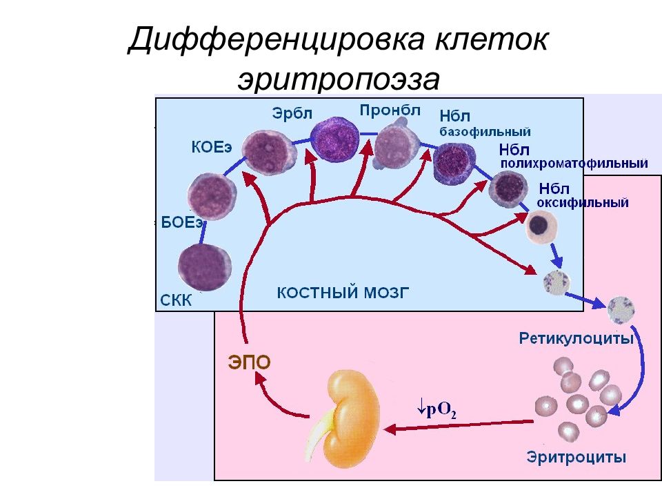 Дифференцировка клеток презентация