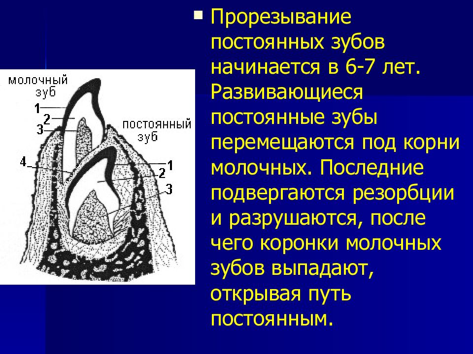 Анатомия постоянных зубов презентация