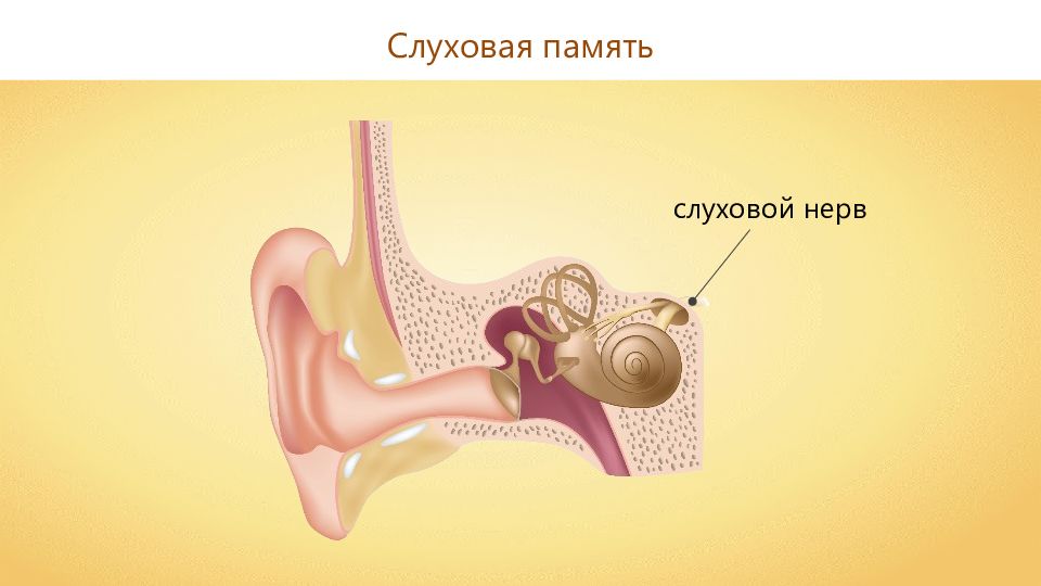 Ушной нерв. Слуховой нерв анатомия. Функции слухового нерва. Слуховой нерв строение.