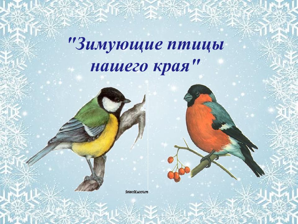 Зимующие птицы нашего края"