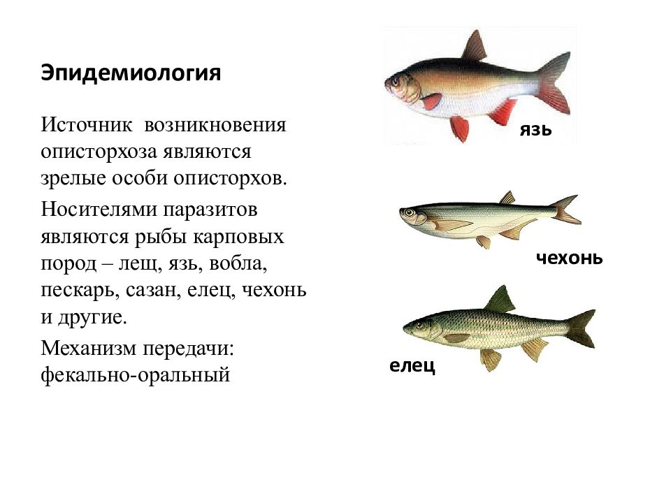 Описторхоз в рыбе картинки