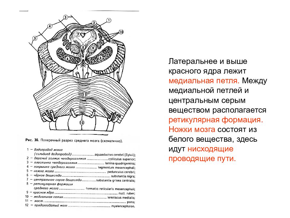 Латеральная петля. Образование медиальной петли продолговатого мозга. Средний мозг медиальная петля. Медиальная петля моста анатомия. Медиальная петля продолговатого мозга функции.