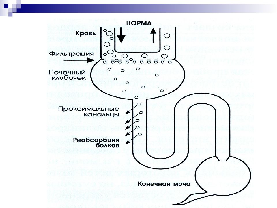 Патофизиология почек презентация