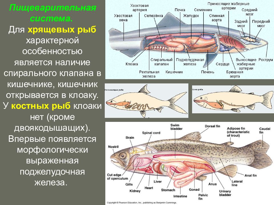 Какая система органов изображена на рисунке 7 класс рыба